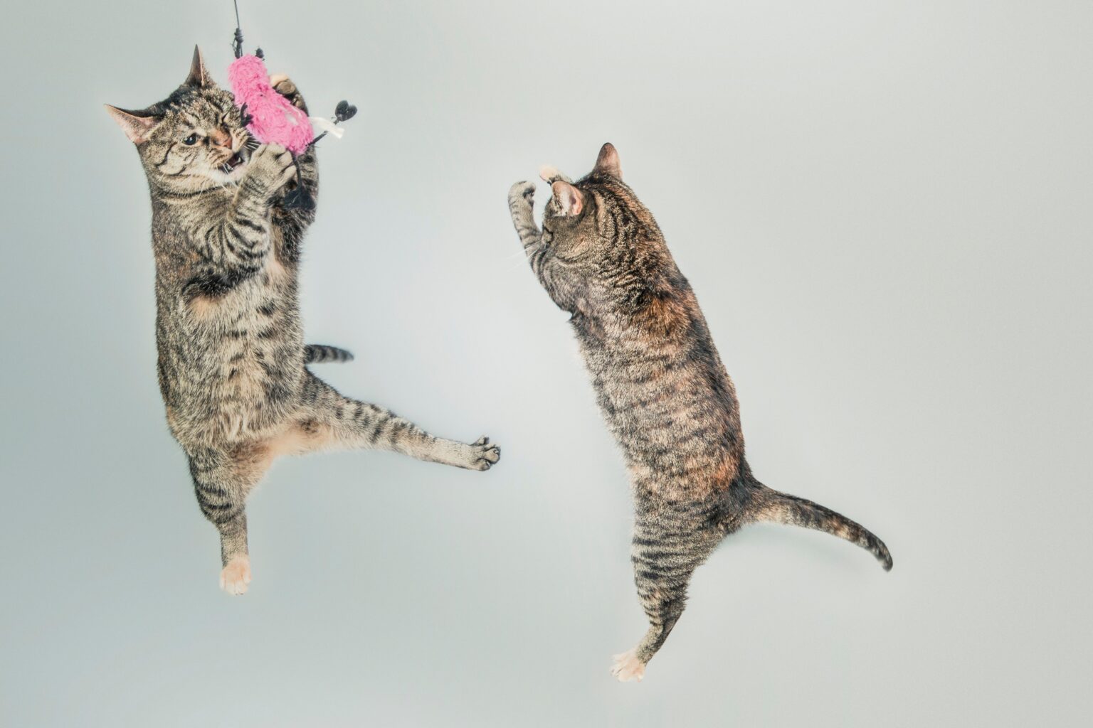 The best cat videos online :cat2: :smiley_cat: