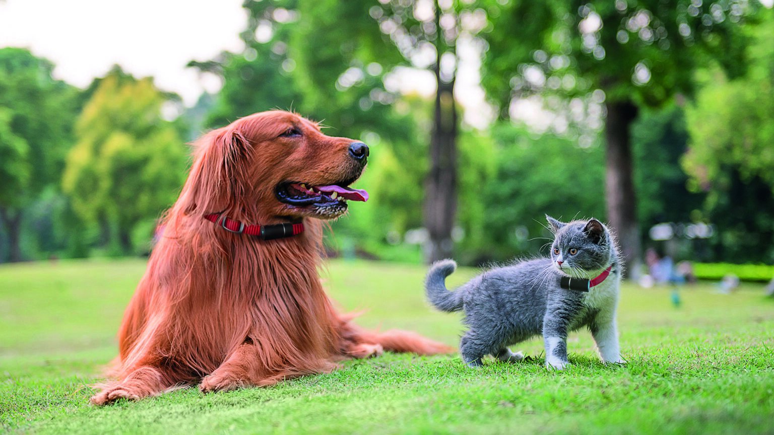 Track your cat (or dog!)