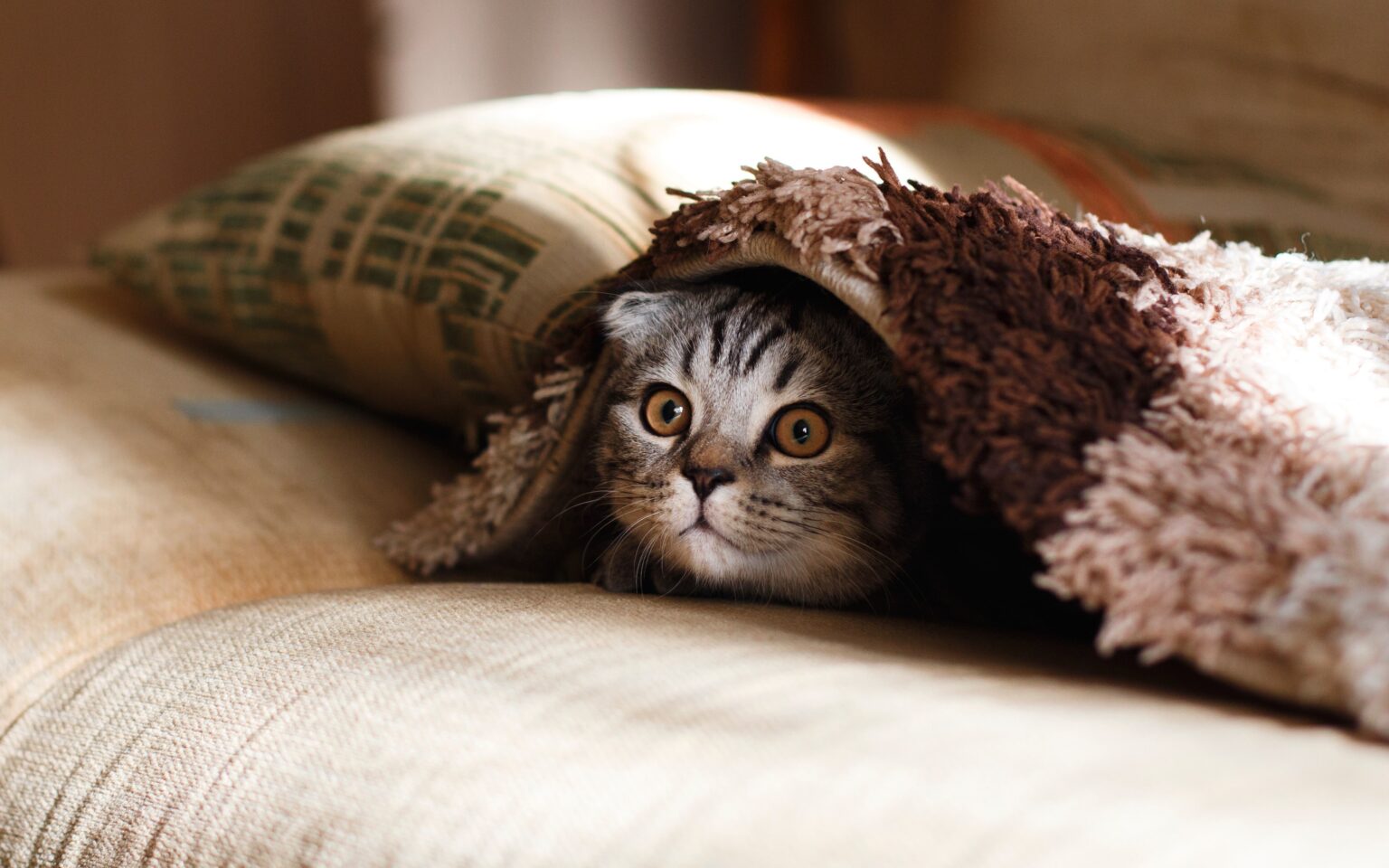 5 world-famous internet cats