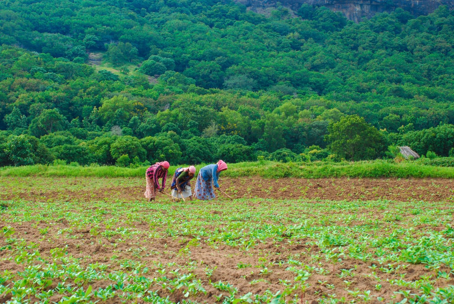 Building digital societies for female farmers