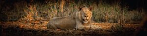 Rediscover the Kruger with a new app