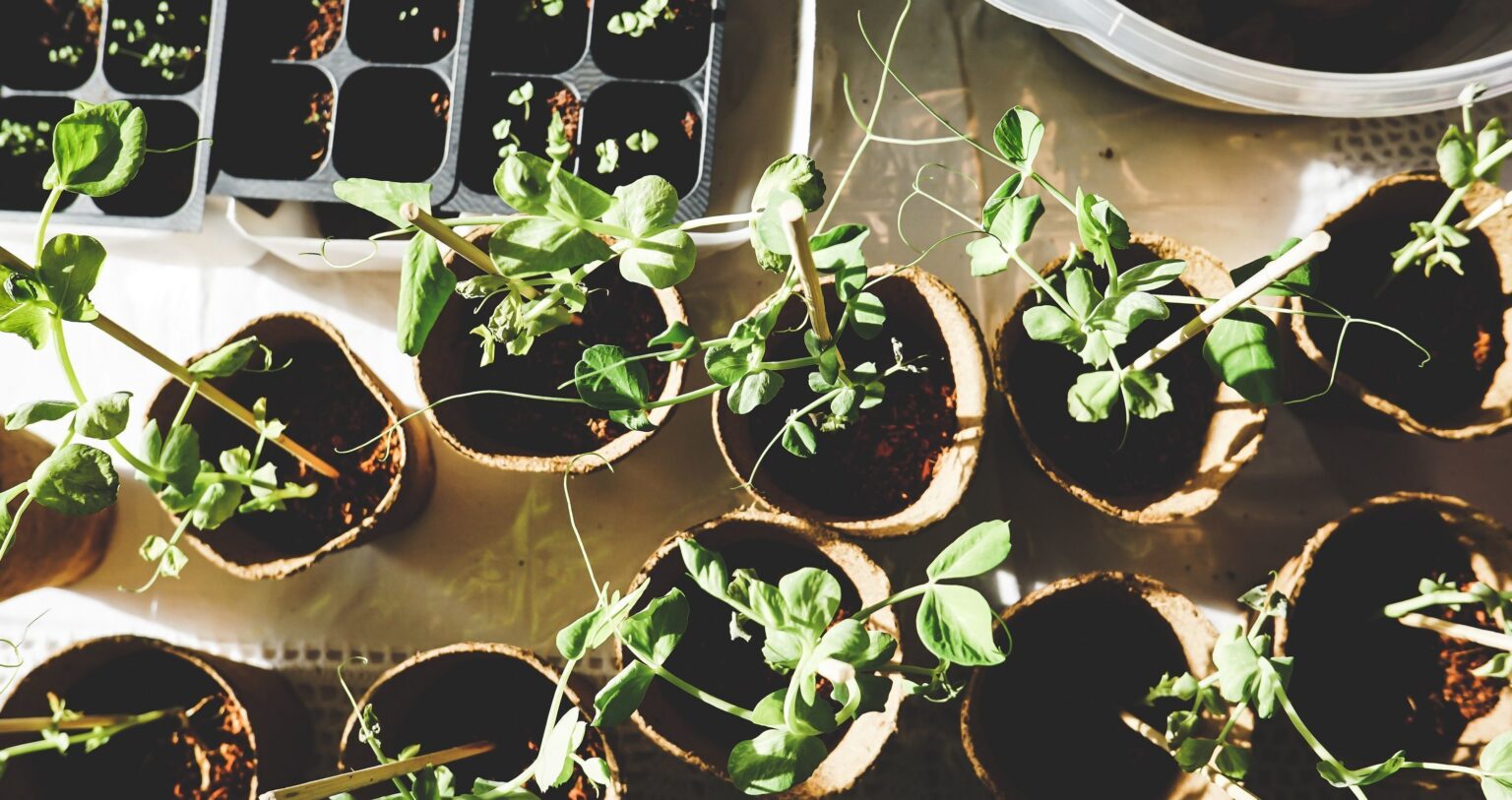 The best gardening apps