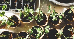 The best gardening apps