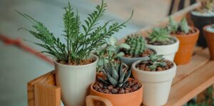 Plants to grow in your apartment