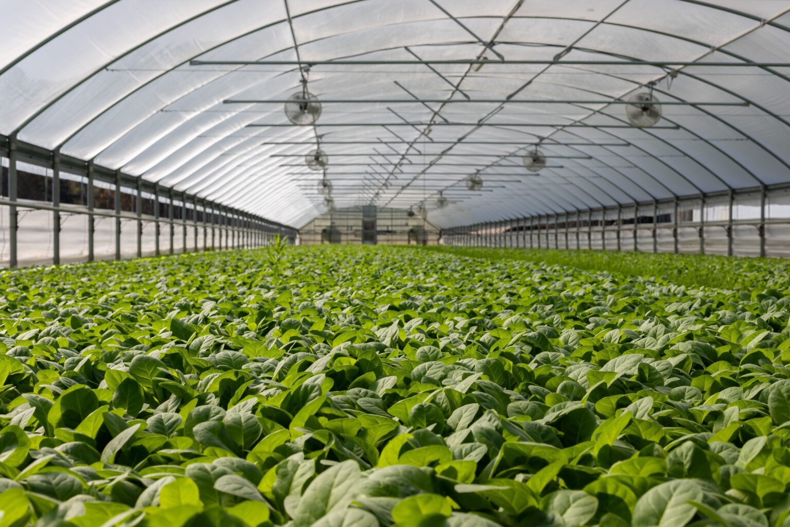 Agriculture Tech: Smart farm sustainability