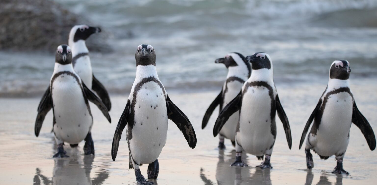 Life is lovely in Penguin Town, your new favourite comfort watch