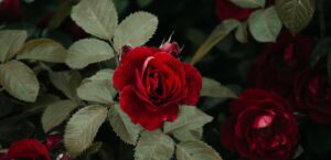 Interview: Ilze Fourie on working with a disability