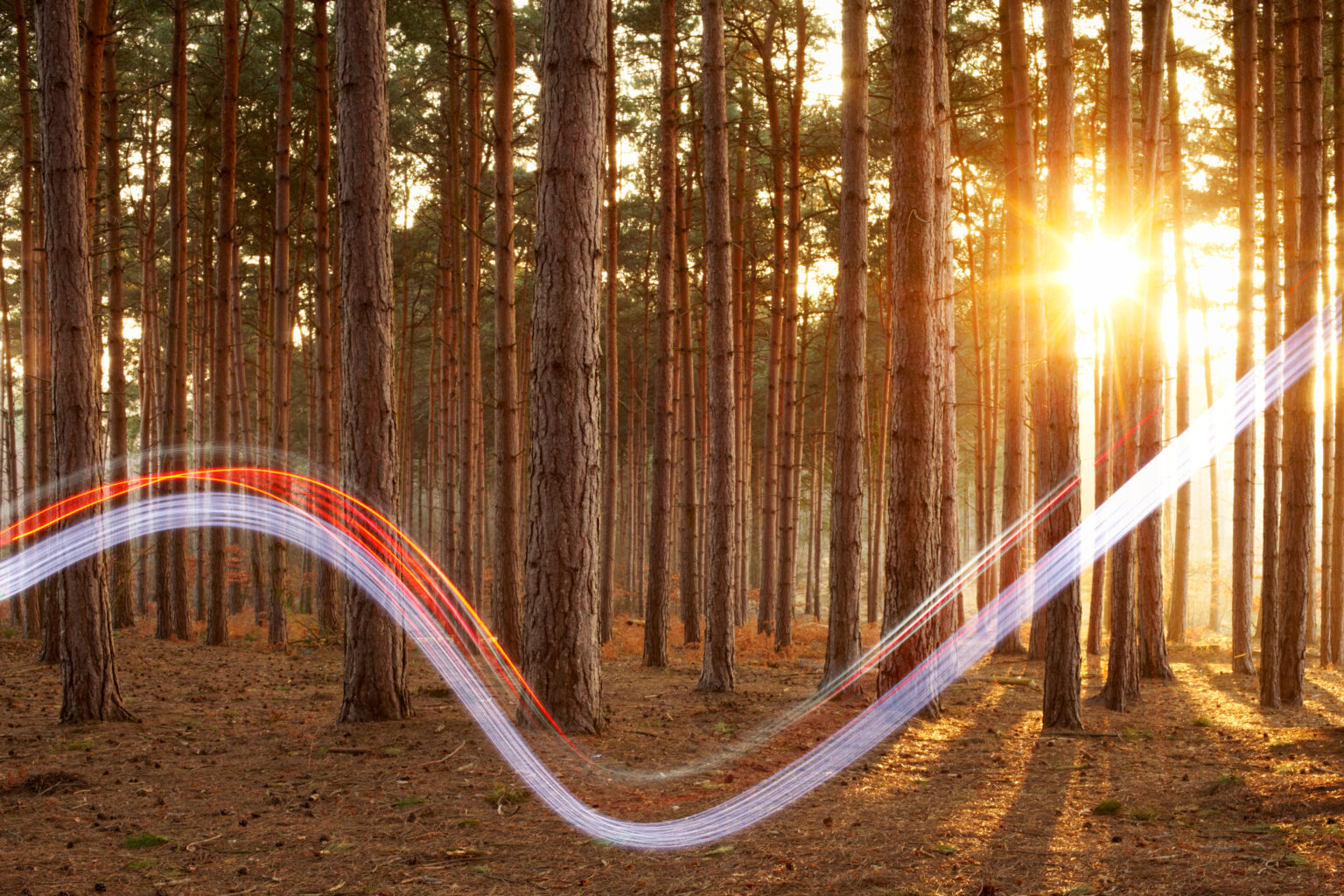 4 Surprising Ecofriendly Benefits of Fibre Internet Connections