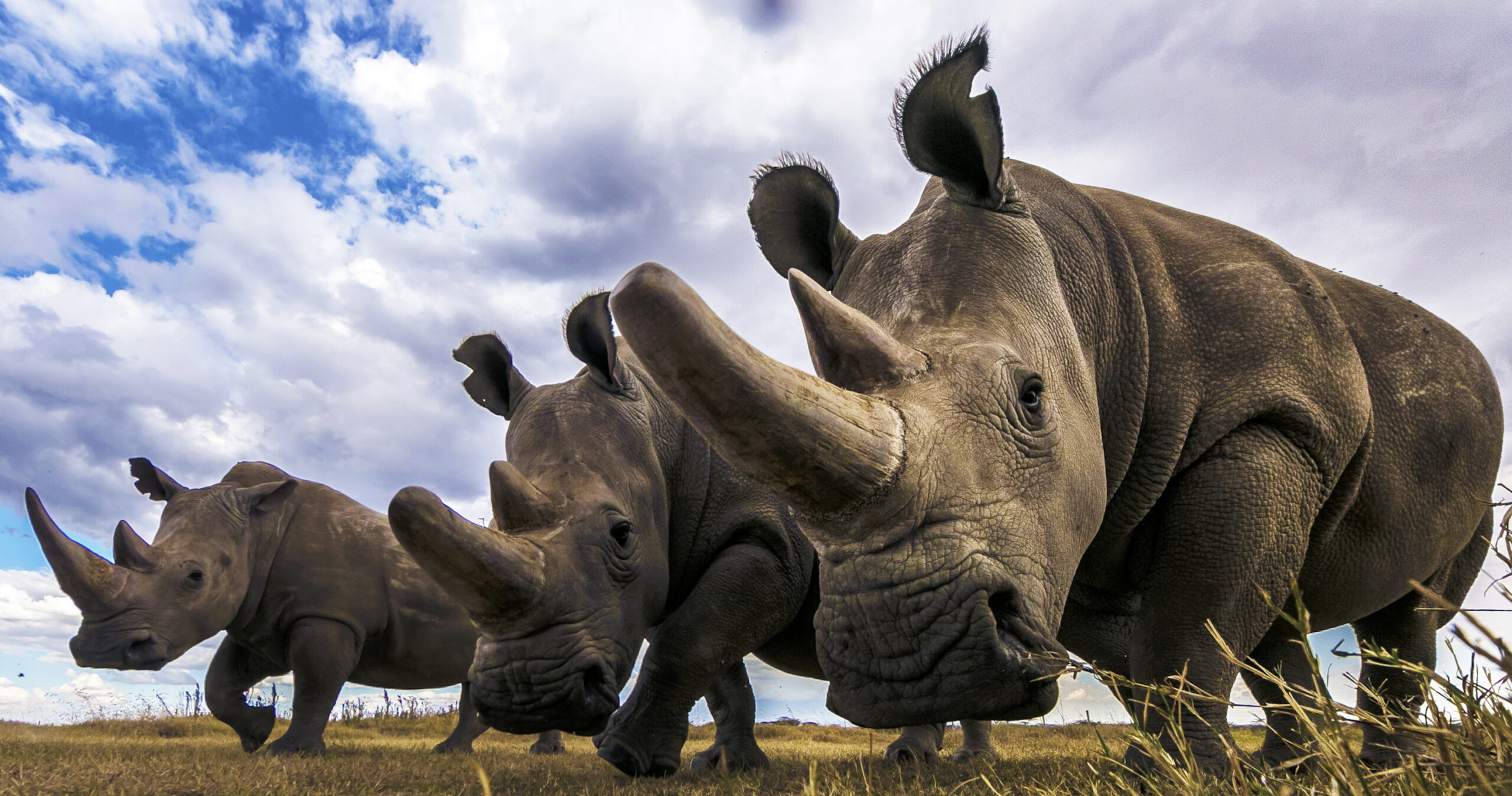 Connected Ecosystems: what rhinos and IOT have in common