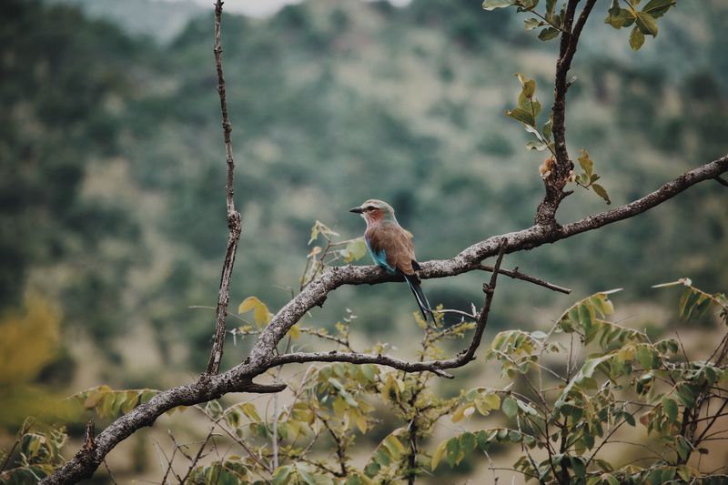 Bird sanctuary