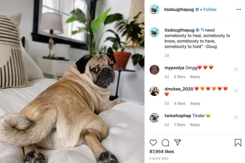 Follow Doug the Pug on Instagram