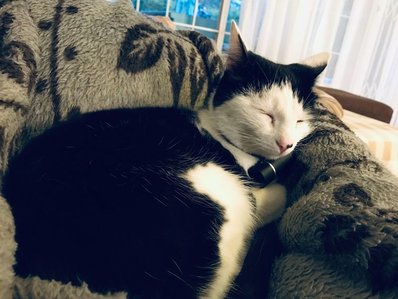 Joey sleeping with V-Pet Tracker