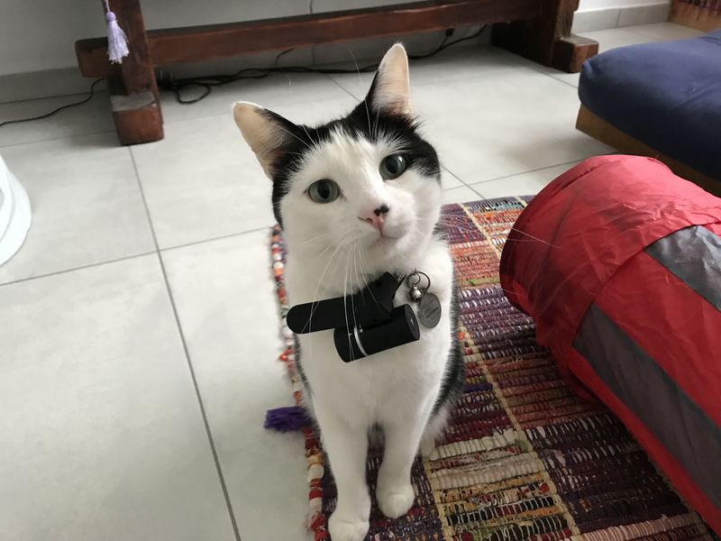 Joey with the V-Pet Tracker