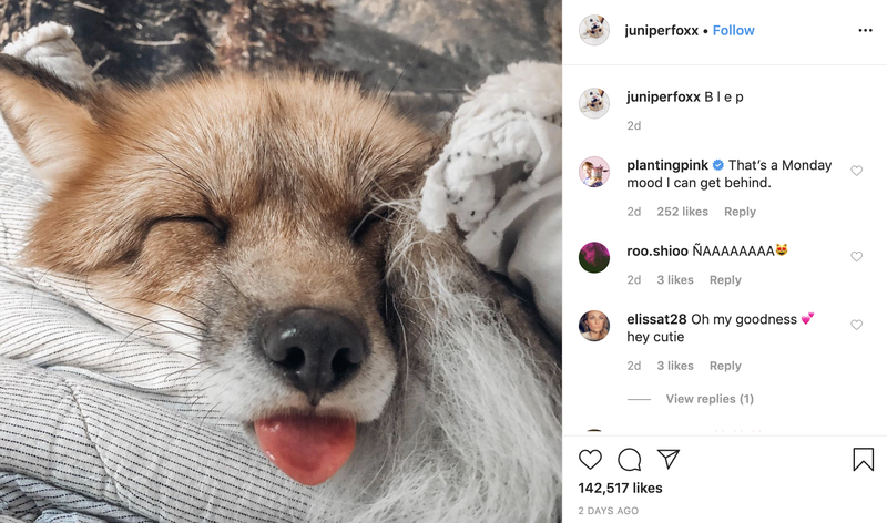 Follow Juniper the Fox on Instagram