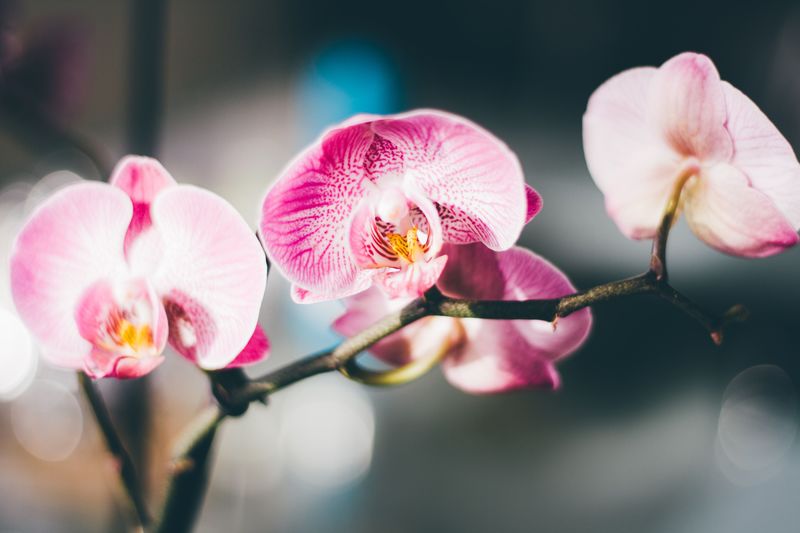 orchid