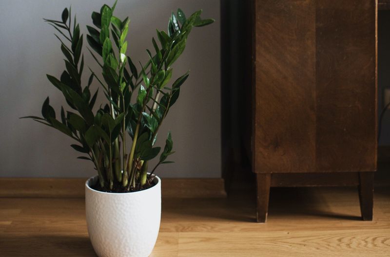 zz =plant