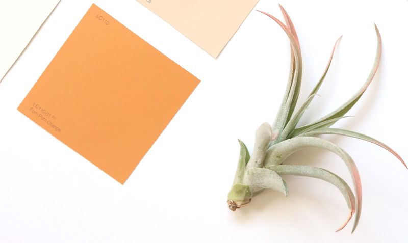 air plant